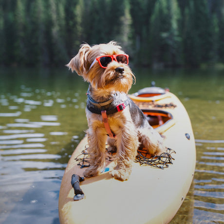 Pet Products